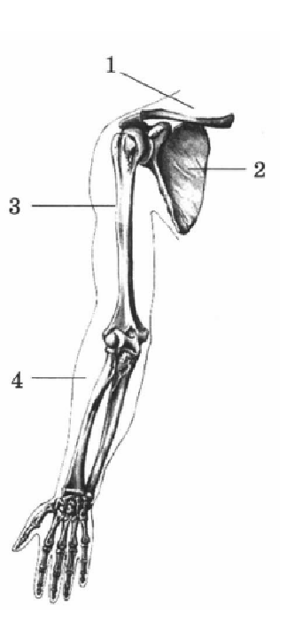 Какой цифрой на рисунке обозначена плечевая кость