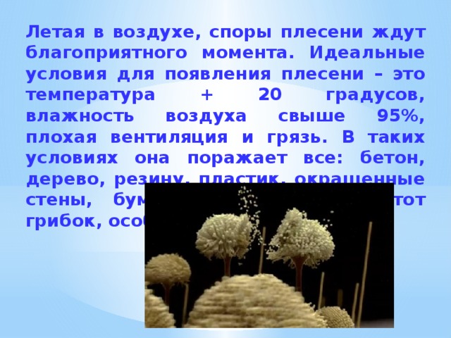 Летая в воздухе, споры плесени ждут благоприятного момента. Идеальные условия для появления плесени – это температура + 20 градусов, влажность воздуха свыше 95%, плохая вентиляция и грязь. В таких условиях она поражает все: бетон, дерево, резину, пластик, окрашенные стены, бумагу, ткани и т.д. Этот грибок, особенно, обожает влагу. 