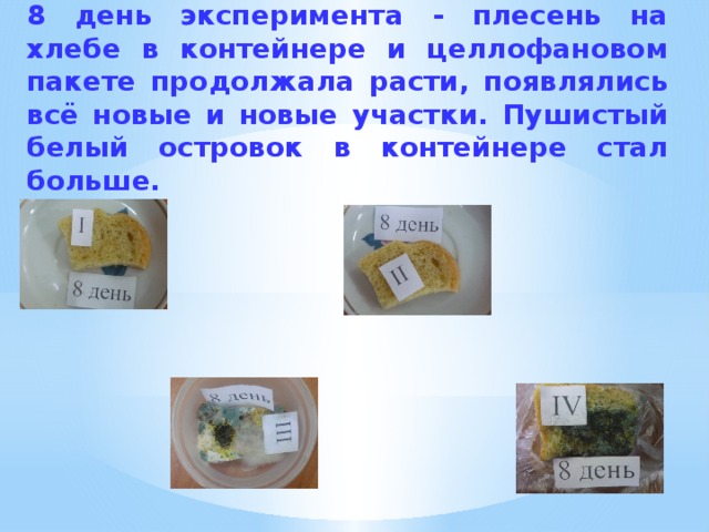 8 день эксперимента - плесень на хлебе в контейнере и целлофановом пакете продолжала расти, появлялись всё новые и новые участки. Пушистый белый островок в контейнере стал больше. 