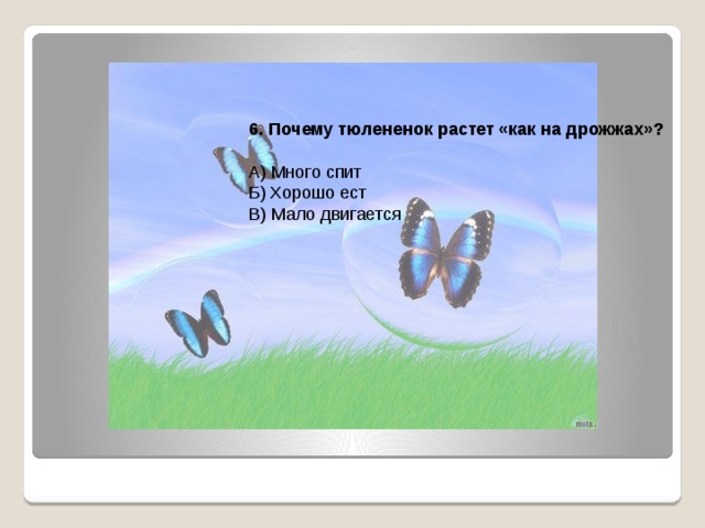 6. Почему тюлененок растет «как на дрожжах»?  А) Много спит Б) Хорошо ест В) Мало двигается 