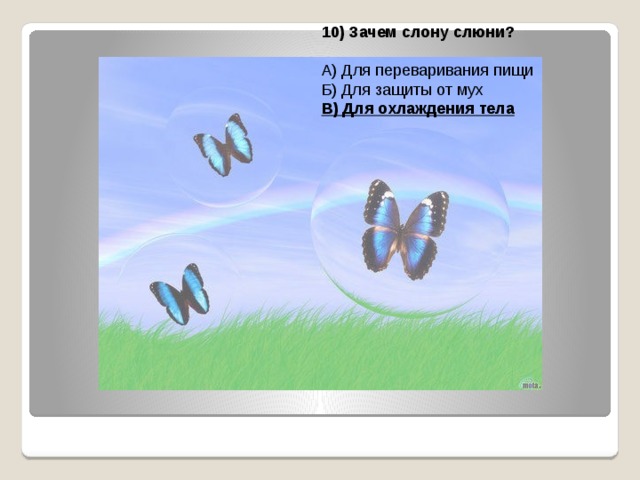 10) Зачем слону слюни?  А) Для переваривания пищи Б) Для защиты от мух В) Для охлаждения тела 
