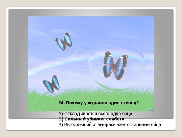 24. Почему у журавля один птенец?  А) Откладывается всего одно яйцо Б) Сильный убивает слабого В) Вылупившийся выбрасывает остальные яйца 