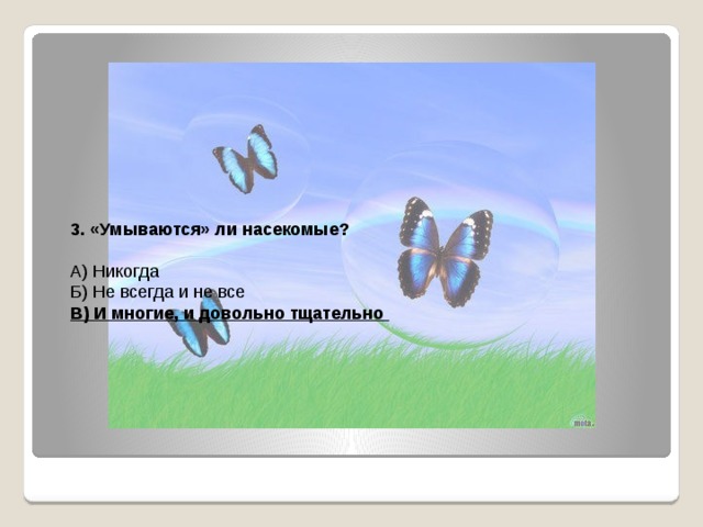 3. «Умываются» ли насекомые? А) Никогда Б) Не всегда и не все В) И многие, и довольно тщательно 