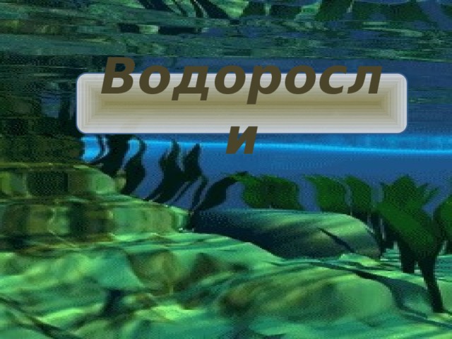 Водоросли 