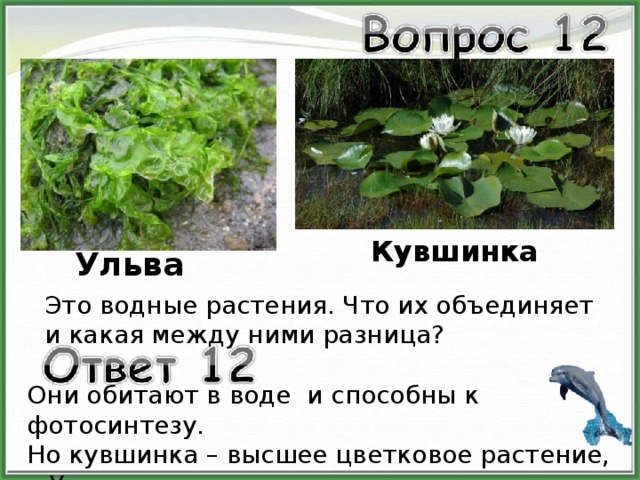 Кувшинка Ульва Это водные растения. Что их объединяет и какая между ними разница? Они обитают в воде и способны к фотосинтезу. Но кувшинка – высшее цветковое растение, а Ульва относятся к низшим растениям - водорослям 