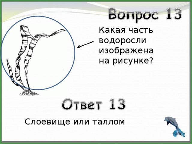 Какая часть водоросли изображена на рисунке? Слоевище или таллом 
