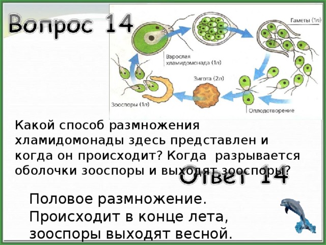 Какой способ размножения хламидомонады здесь представлен и когда он происходит? Когда разрывается оболочки зооспоры и выходят зооспоры? Половое размножение. Происходит в конце лета, зооспоры выходят весной. 