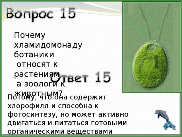 Определите к какому надцарству царству относят организм изображенный на рисунке хламидомонада