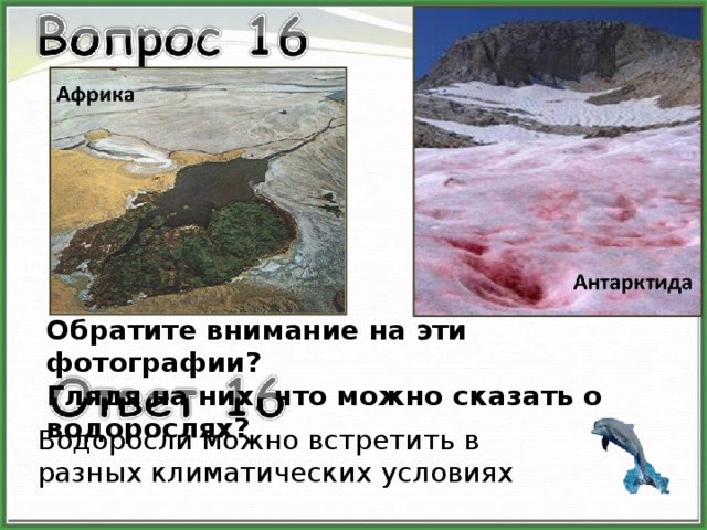 Обратите внимание на эти фотографии? Глядя на них, что можно сказать о водорослях? Водоросли можно встретить в разных климатических условиях 