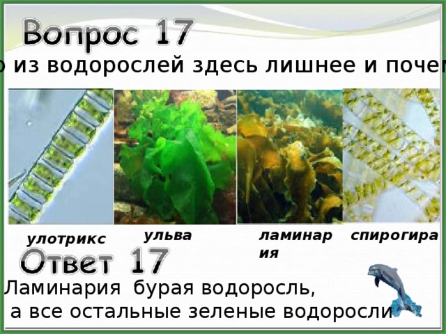 Что из водорослей здесь лишнее и почему? ульва ламинария спирогира улотрикс Ламинария бурая водоросль,  а все остальные зеленые водоросли 