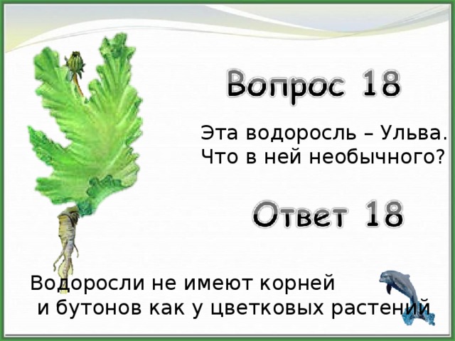 Эта водоросль – Ульва. Что в ней необычного? Водоросли не имеют корней  и бутонов как у цветковых растений 