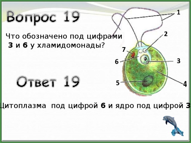 Что обозначено под цифрами  3 и 6 у хламидомонады? Цитоплазма под цифрой 6 и ядро под цифрой 3 . 