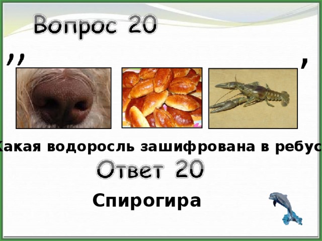 , Какая водоросль зашифрована в ребусе Спирогира 
