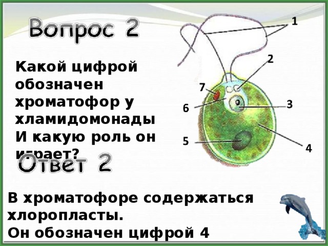 Хроматофор на рисунке обозначен цифрой