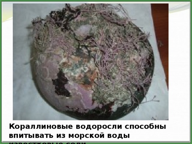Они играют важную роль в образовании  коралловых рифов. Так, в рифах островов Фиджи. В Тихом океане водорослей, оболочки клеток которых пропитаны известью, почти в 3 раза больше, чем кораллов. Кораллиновые водоросли способны впитывать из морской воды известковые соли.  