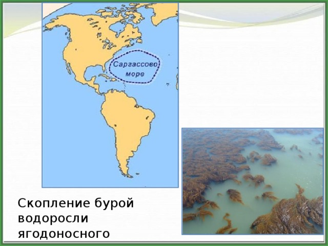 Саргассово море карта