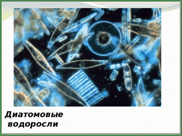 Диатомовые водоросли, или диатомеи, отмирая,  оставляют кремневые отложения, которые образуют мощные залежи на дне морей. Под названием горной муки, трепела или диатомита этот материал широко используется при изготовлении строительных материалов и в производстве динамита. Диатомовые  водоросли  