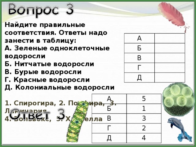Найдите правильные соответствия. Ответы надо занести в таблицу: А. Зеленые одноклеточные водоросли Б. Нитчатые водоросли В. Бурые водоросли Г. Красные водоросли Д. Колониальные водоросли  1. Спирогира, 2. Порфира, 3. Ламинария, 4. Вольвокс, 5. Хлорелла А Б В Г Д А Б 5 В 1 3 Г Д 2 4 
