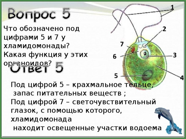 Какой тип питания характерен для хламидомонады изображенной на рисунке обоснуйте свой ответ