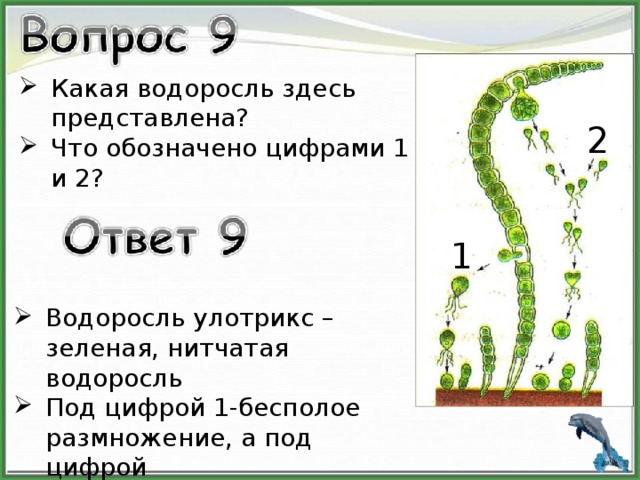 Каким номером на рисунке обозначен процесс бесполого размножения улотрикса