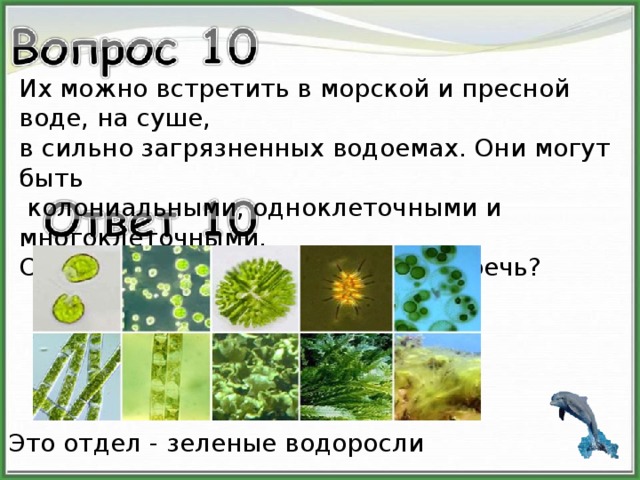 Их можно встретить в морской и пресной воде, на суше, в сильно загрязненных водоемах. Они могут быть  колониальными, одноклеточными и многоклеточными. О каком отделе водорослей идет речь? Это отдел - зеленые водоросли 