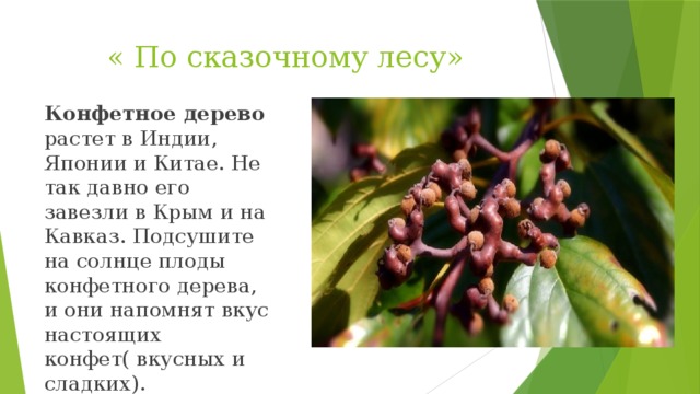 « По сказочному лесу» Конфетное дерево растет в Индии, Японии и Китае. Не так давно его завезли в Крым и на Кавказ. Подсушите на солнце плоды конфетного дерева, и они напомнят вкус настоящих конфет( вкусных и сладких). 