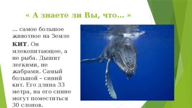 « А знаете ли Вы, что… » … самое большое животное на Земле кит . Он млекопитающее, а не рыба. Дышит легкими, не жабрами. Самый большой – синий кит. Его длина 33 метра, на его спине могут поместиться 30 слонов. 