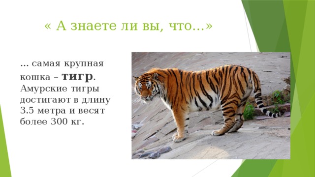 « А знаете ли вы, что…» … самая крупная кошка – тигр . Амурские тигры достигают в длину 3.5 метра и весят более 300 кг. 
