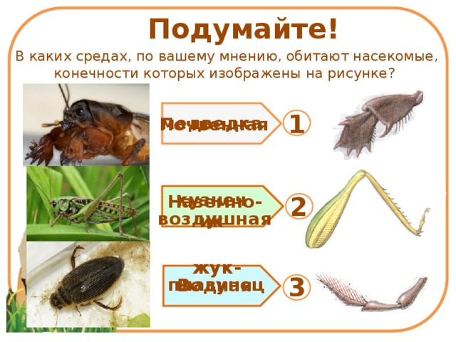 В каких средах по вашему мнению обитают насекомые ножки которых изображены на рисунке