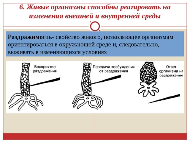 Раздражимость и поведение животных 8 класс презентация. Живые организмы реагируют на изменения факторов окружающей среды. Свойство живых организмов реагировать на изменения окружающей среды. Раздражимость свойство живых организмов презентация. Живые организмы реагируют на изменение факторов окружающей их среды.