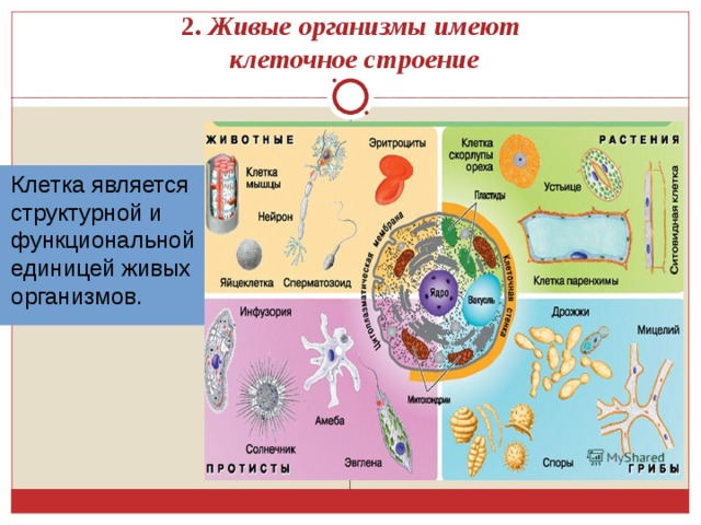 Свойства живых организмов в природе