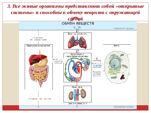 3. Все живые организмы представляют собой «открытые системы» и способны к обмену веществ с окружающей средой 