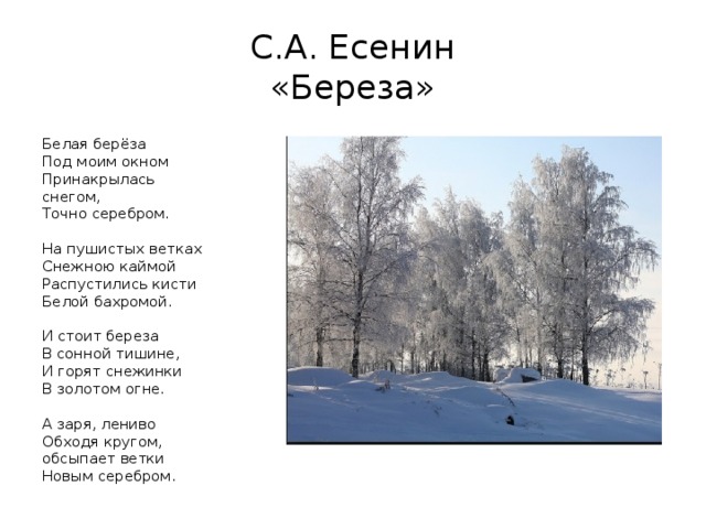 Белая Березка стихотворение Есенина.
