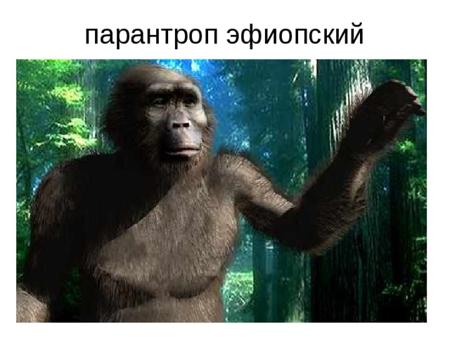 парантроп эфиопский