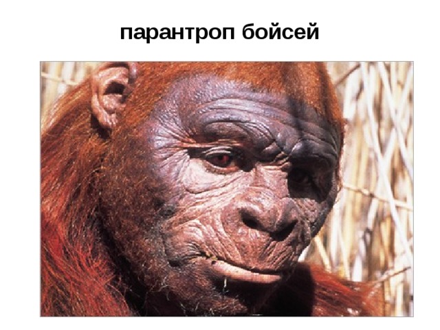 парантроп бойсей