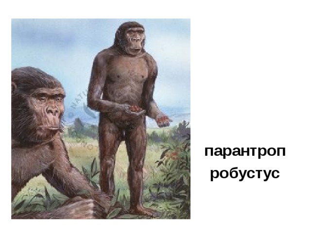 парантроп робустус