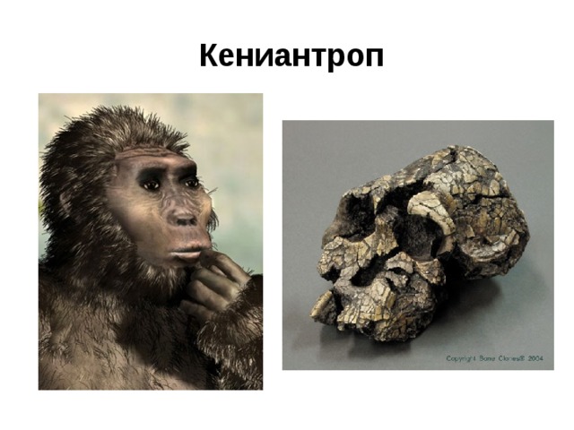 Кениантроп