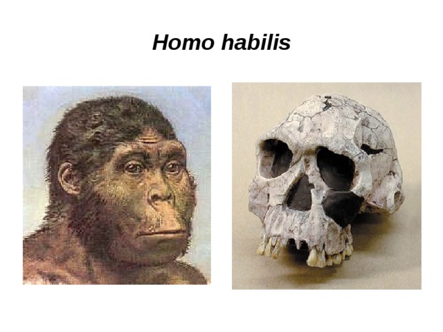 Виды homo habilis. Человек хомо хабилис. Homo habilis и австралопитек. Человек умелый хомо хабилис. Хомо хабилис австралопитек.