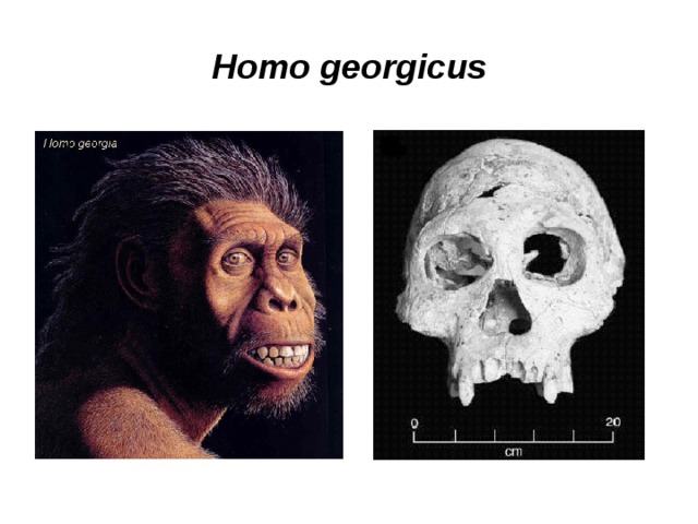 Homo georgicus