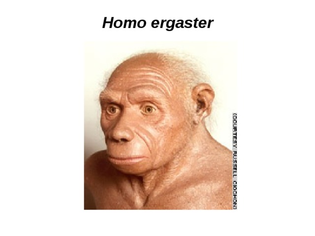 Homo ergaster