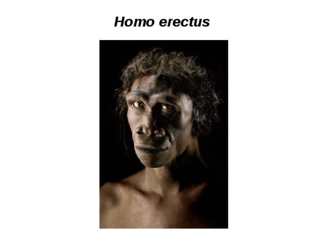 Homo erectus