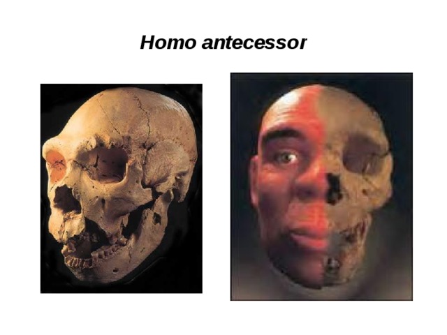 Homo antecessor