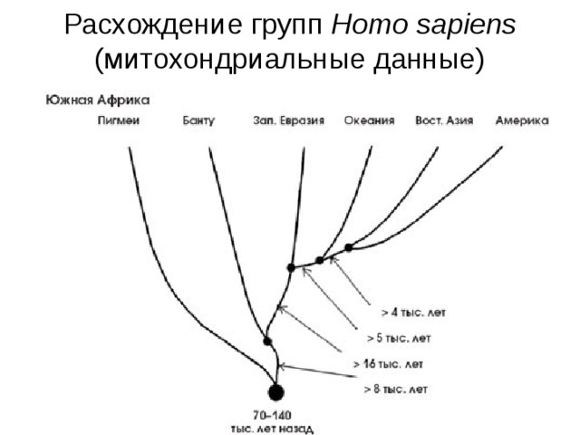 Расхождение групп Homo sapiens (митохондриальные данные)
