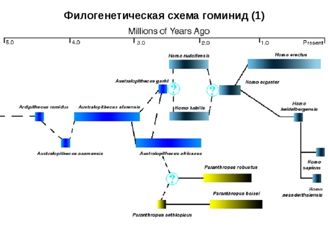 Схема эволюции гоминид