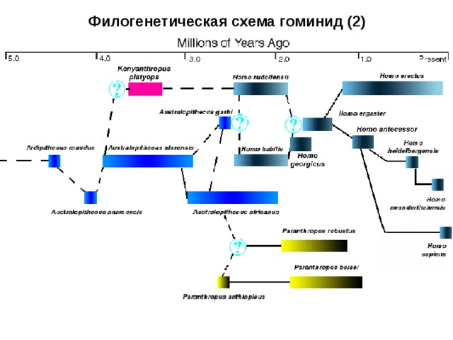 Филогенетическая схема гоминид (2)