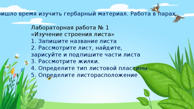 Пришло время изучить гербарный материал. Работа в парах Лабораторная работа № 1 «Изучение строения листа» 1.  Запишите название листа 2.  Рассмотрите лист, найдите, зарисуйте и подпишите части листа 3.  Рассмотрите жилки. 4.  Определите тип листовой пластины 5.  Определите листорасположение 