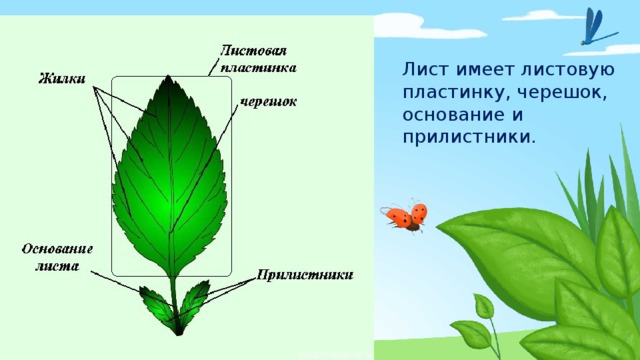 Покажите стрелками и подпишите на рисунке черешок прилистники листовую пластинку впр по биологии