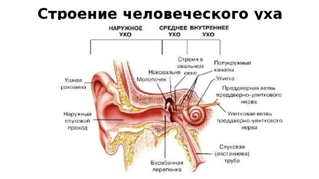 Строение человеческого уха 