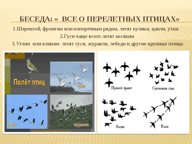 В каком направлении летят. Типы стай перелетных птиц. Какие перелетные птицы летят клином. Какие птицы летят косяком. Какие перелетные птицы летают клином.