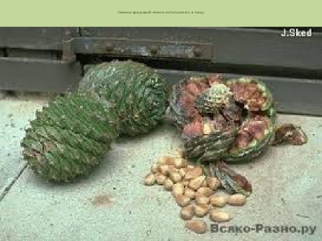   Семена араукарий можно использовать в пищу    